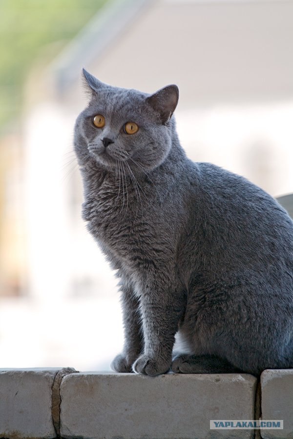 Котовторник, для любителей кошек