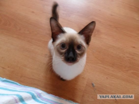 Котовторник объявляется открытым!