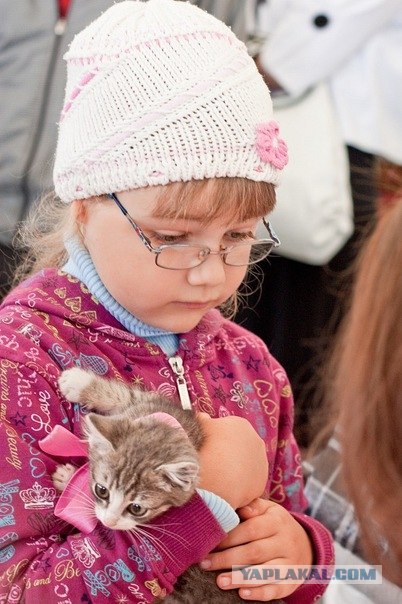 Котовторник (10.01.2012)