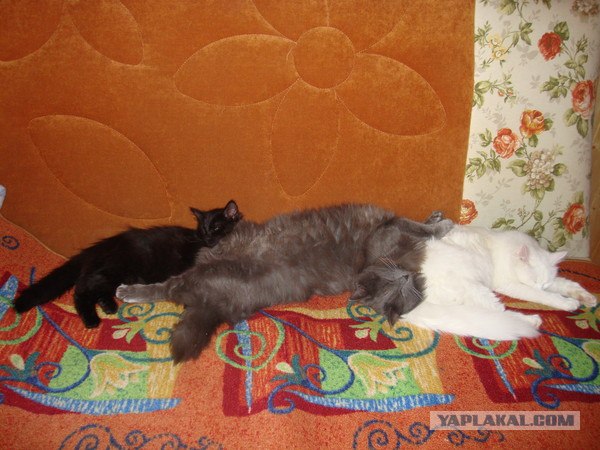 Котовторник 10.04.2012
