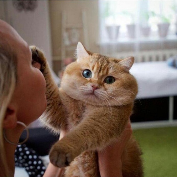 Прикольных котов пост