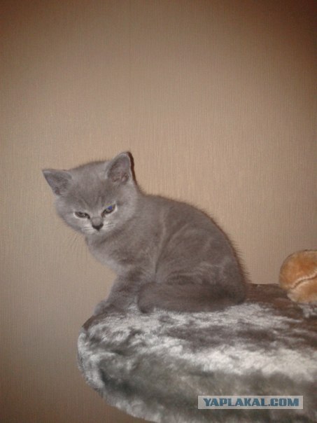 Котовторник  16.10.12
