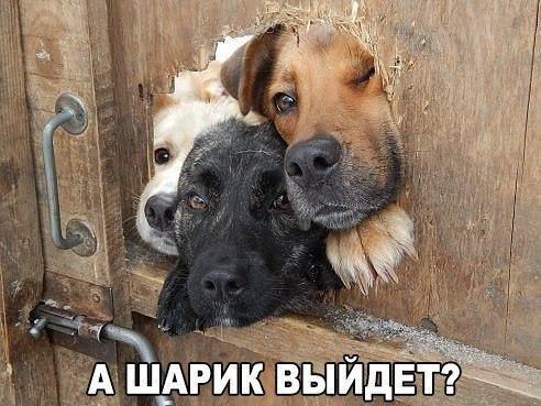 Чуток картинок 13.04.20