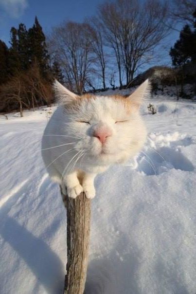 Забавные животные