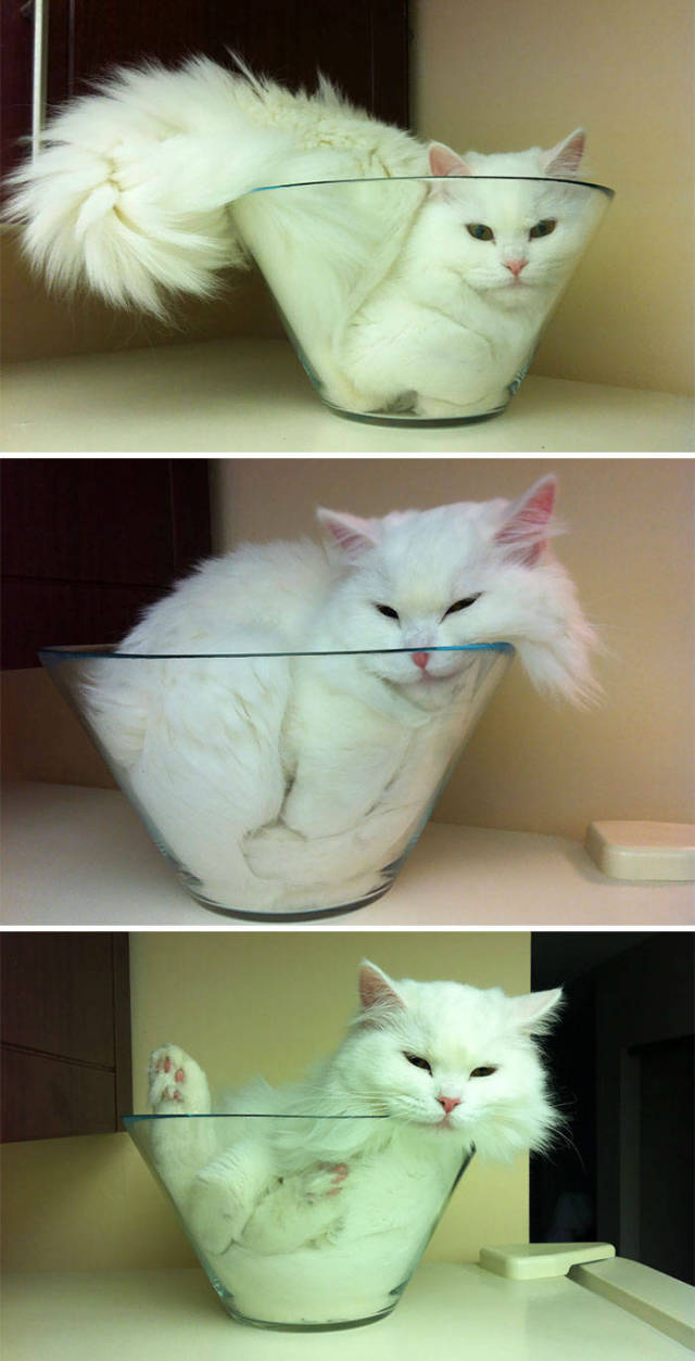 Котовторник. Тара - наше всё!