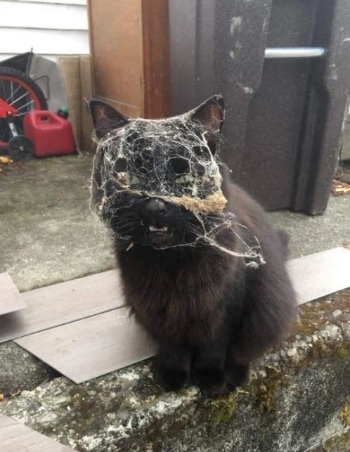 Очень кукурузный хлеб