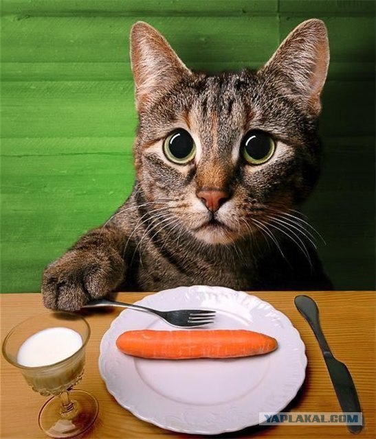 Как правильно кормить кота