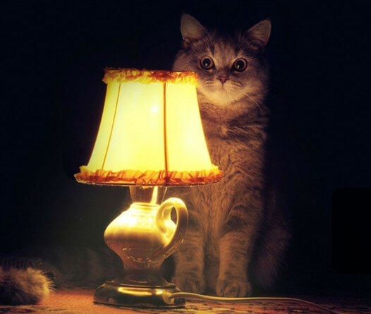 Как нас кинул зоомагазин. Отправили другой корм
