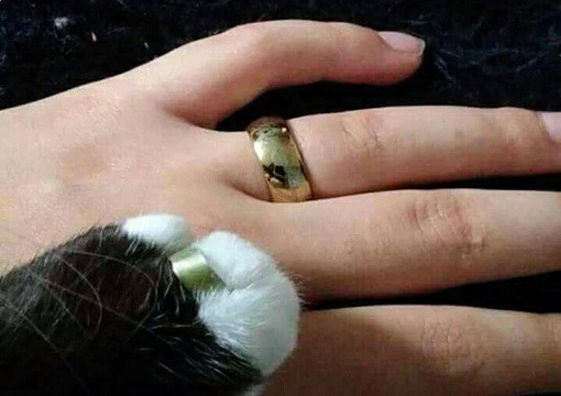 Картинки и мемы, начало праздников
