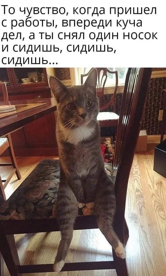 К котофторнику