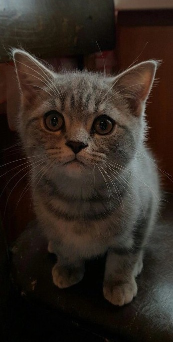Котовторник 19.07.22