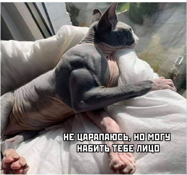 50 оттенков серого если самосвал баянов. Vol.21