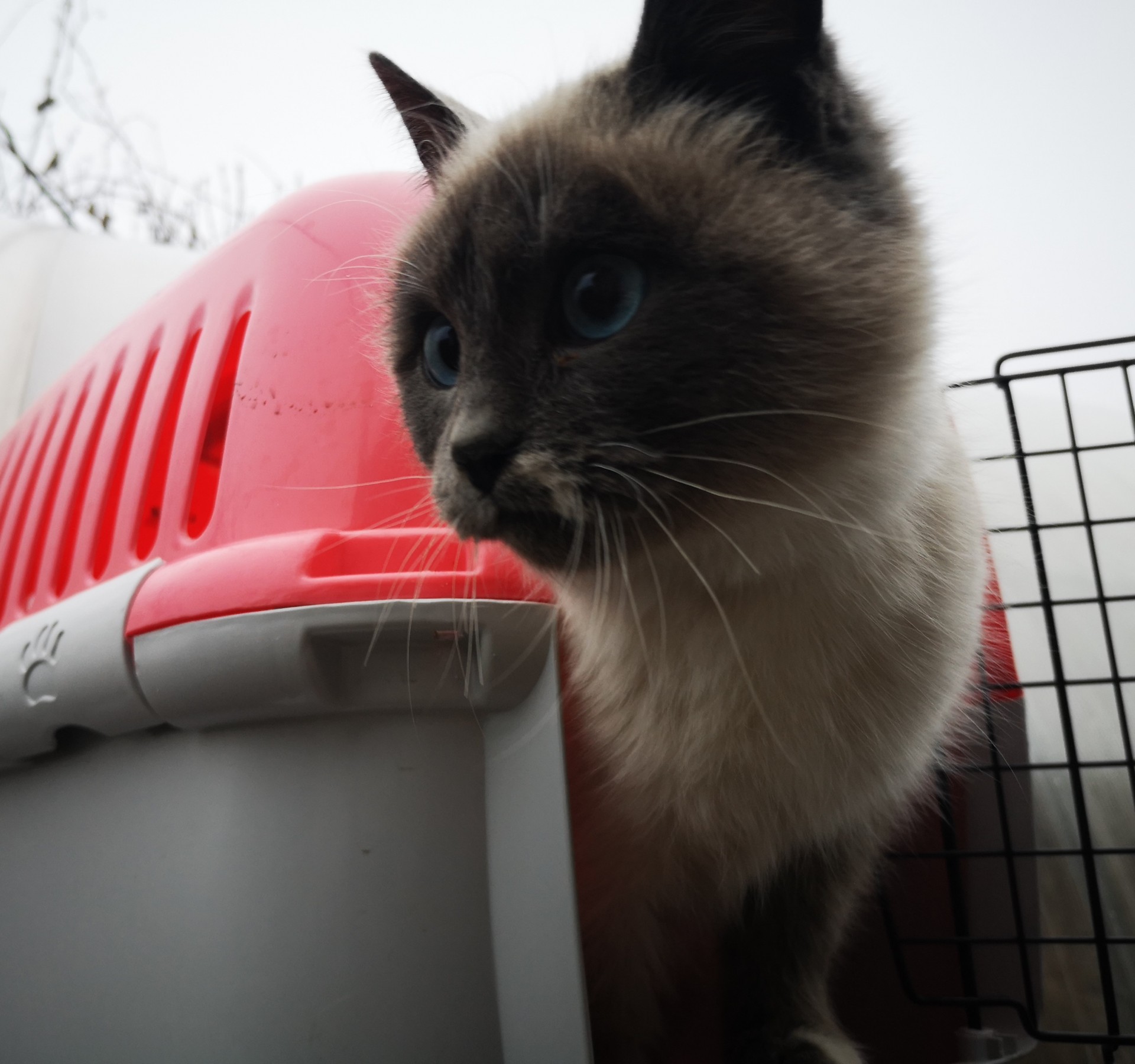 Котоленд. Красавица с голубыми глазами ищет дом! - ЯПлакалъ