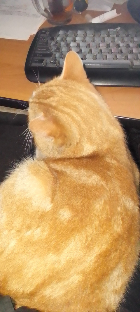 Коточетверг!