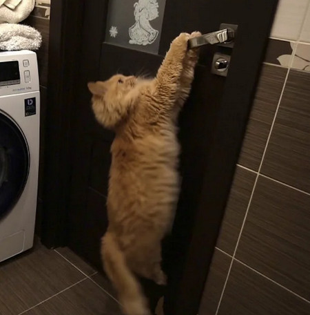 Впустите котика!