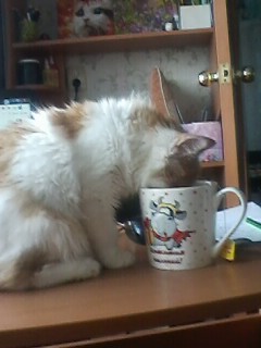 20 котиков, которые могли бы вести себя по-нормальному, но зачем, если их и так любят?