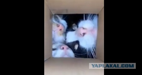 Окно регистратуры