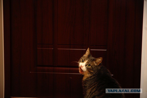 Котовторник  07.05.2013