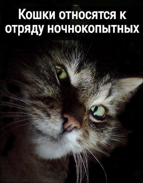 К котовторнику: подборка картинок-баянов с котиками и про котиков. Выпуск 5