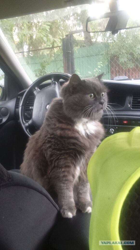 Котэ в возрасте