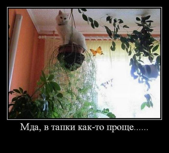 К котовторнику: подборка картинок-баянов с котиками и про котиков. Выпуск 26.
