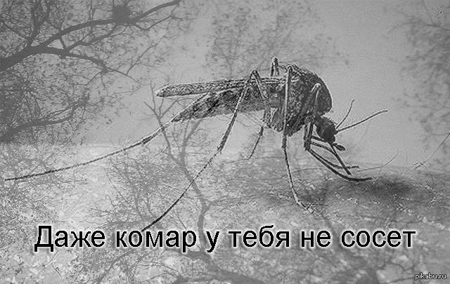 Почему не кусают комары?