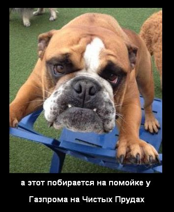 На Крещатике нашли собаку похожую на Путина