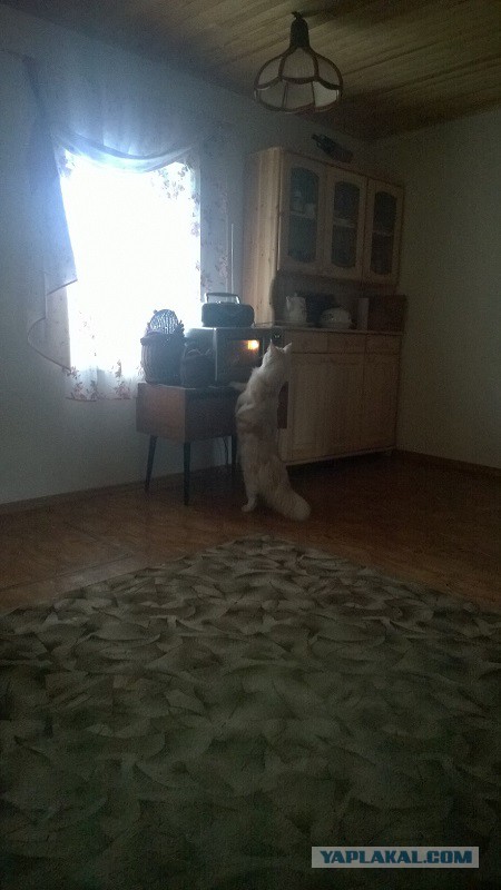 Котовторник 16.09.14