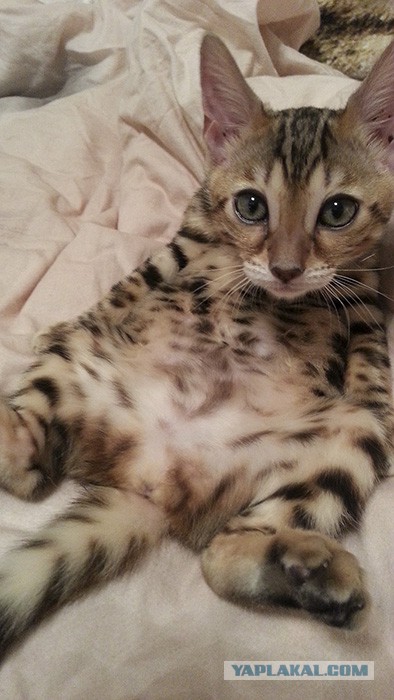 Котовторник 07 04 2015