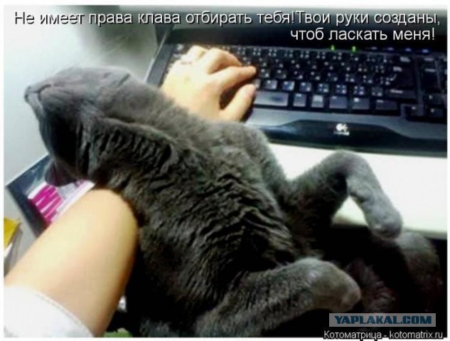 Прикольные коты