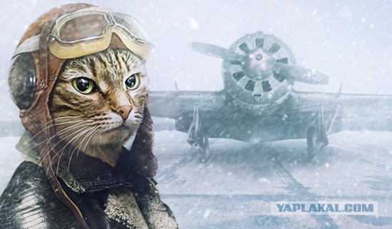 Space Cats
