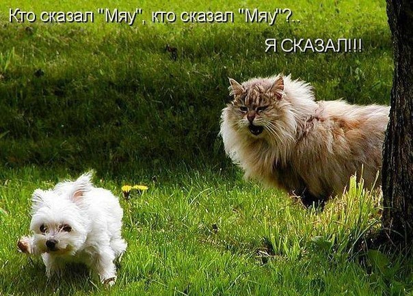 Атмосферные фото семейства кошачих