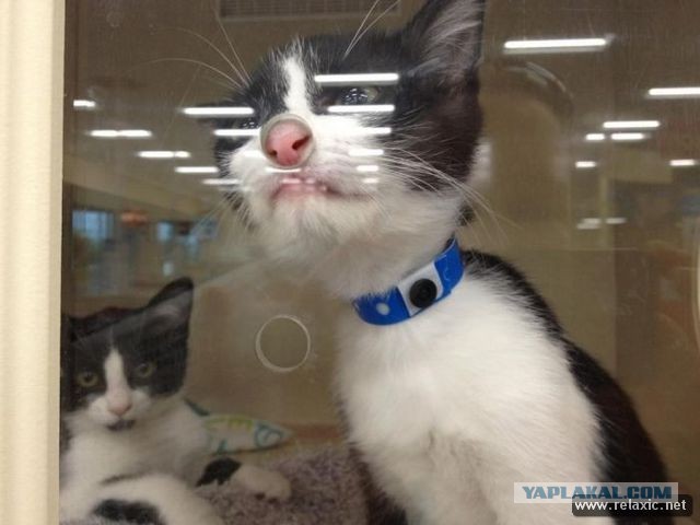 17 фотографий котов