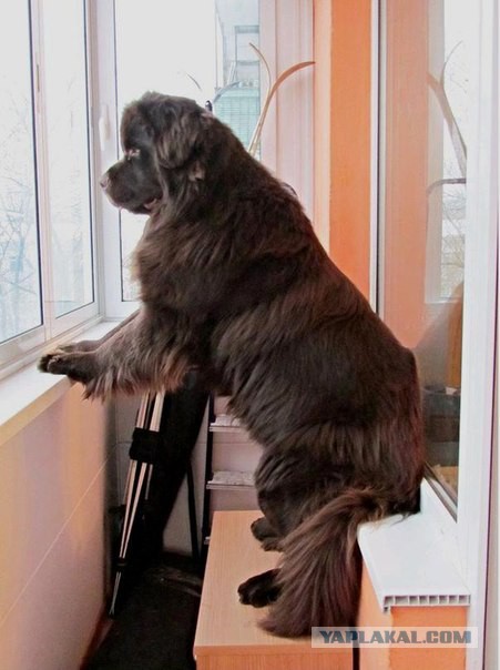 Мои собачки. К четвергу.