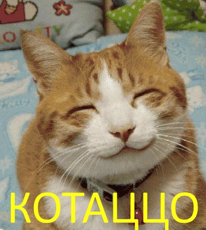 Удивление по-кошачьи