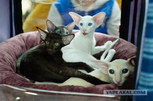 Шоколадный Кот Восточный Ориентальчик