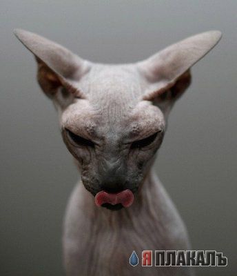 Котомет на вторник!