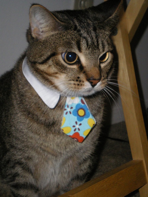 Коты из сети