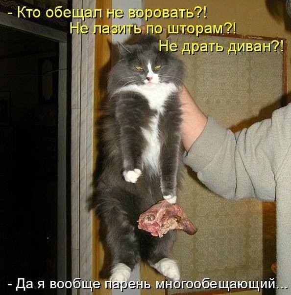 Кот-экстремал ворует сало из кормушки для синичек