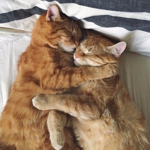 Коты и Кошки
