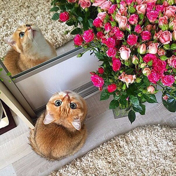 Коты и Кошки