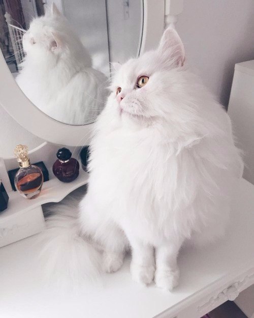 Коты и Кошки