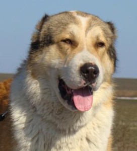 Угнать за 60 секунд Тойота Ленд Крузер (Работает Профессионал)