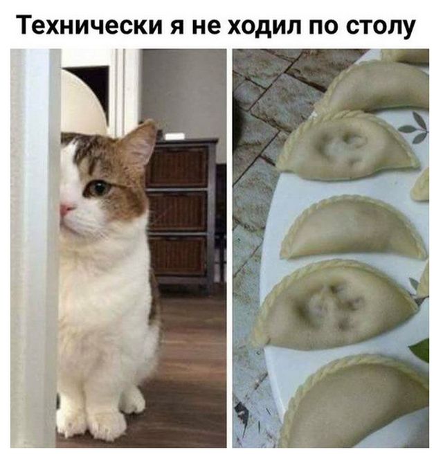 Коты и Кошки