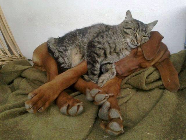 Коты и Кошки
