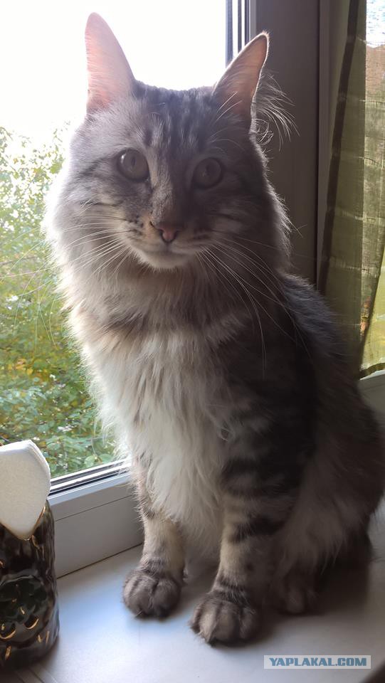 Котовторник 31.10.2017