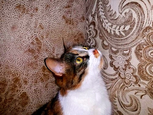 Котовторник 13.03.2018