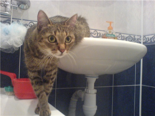 Коты застигнутые врасплох