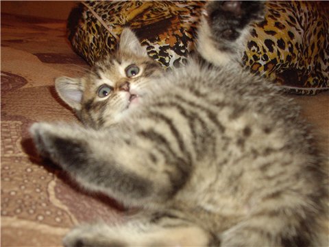Прикольные коты на среду! ОЧЕНЬ МНОГО!