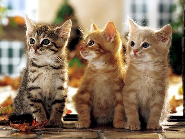 Котовторник  на  ЯПлакалъ